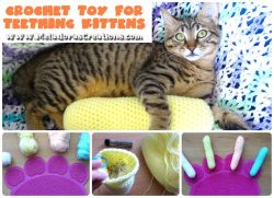 Cat Toy for Teething Kittens