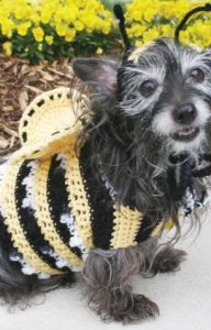 Dog's Bumble Bee Costume