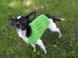 Any Occasion Dog Sweater