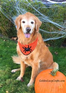 Halloween Dog Bandana