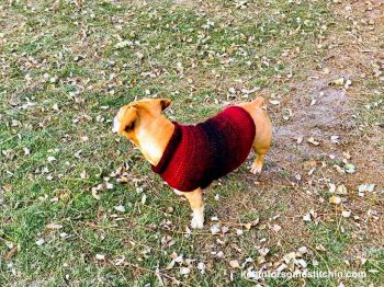 Quick and Easy Medium-size Dog Sweater