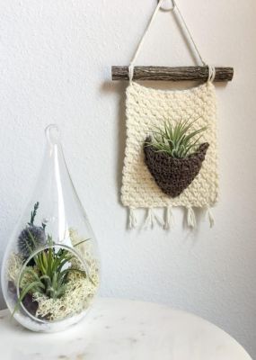 Rustic Air Plant Wall Hanger