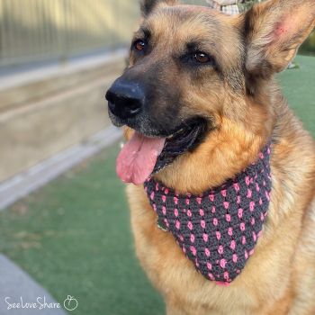 Block Stitch Pet Bandana