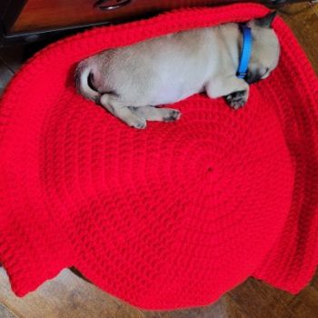 Small Dog Bed