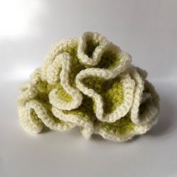 Lettuce Coral