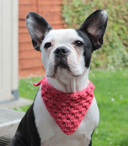 Roxy's Bandana