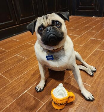 Pumpkin Spice Dog Toy