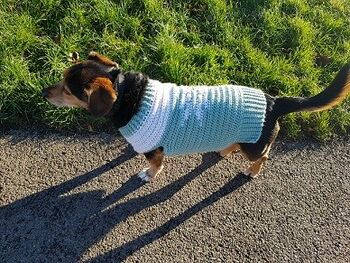 Dog Sweater