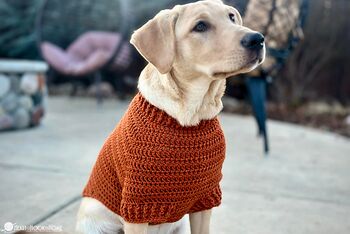 Raglan Dog Sweater