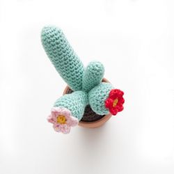 Mini Cactus