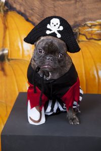 Puppy Pirate Hat
